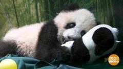 В мире. Два панденка. Доброе утро. Фрагмент выпуска от 10.12.2018