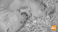 В мире. Полярный медвежонок. Доброе утро. Фрагмент выпуска от 16.01.2019