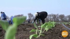 Посевная началась. Ждем рекордов! Доброе утро. Фрагмент выпуска от 25.03.2019