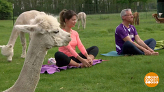 В мире. Йога с альпаками. Доброе утро. Фрагмент выпуска от 20.05.2019