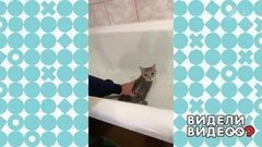 В погоне за кошкой. Видели видео? Фрагмент выпуска от 09.06.2019