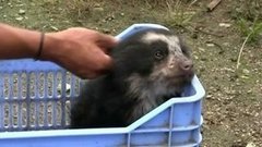 В мире. Спасли медвежонка. Доброе утро. Фрагмент выпуска от 18.12.2015