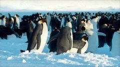 Почему они не мёрзнут?