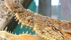 Крокодиловая ферма