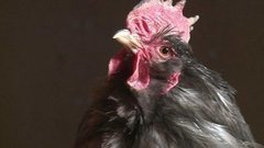 Был огород — стала ферма