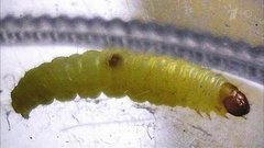 Пищевая моль. Жить здорово! Фрагмент выпуска от 13.05.2016