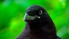 Как ворон Ричард домушника прогнал. Доброе утро. Фрагмент выпуска от 01.06.2016