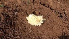 Как бороться с кротами. Доброе утро. Фрагмент выпуска от 21.06.2016