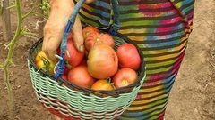 Томаты — самый сок. Доброе утро. Фрагмент выпуска от 24.08.2016