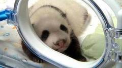 В мире. Панда с панденком. Доброе утро. Фрагмент выпуска от 07.09.2016