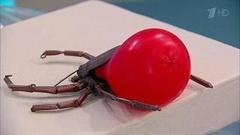 Куда и зачем сдавать клеща, если он вас укусил. Здоровье. Фрагмент выпуска от 02.10.2016