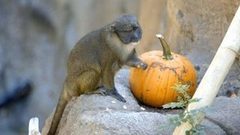 В мире. Тыквы в дар. Доброе утро. Фрагмент выпуска от 31.10.2016