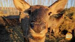 Маралы: каждой семье — отдельное жилье! Доброе утро. Фрагмент выпуска от 06.12.2016