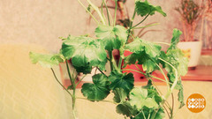 Герань против выпадения волос. Доброе утро. Фрагмент выпуска от 21.12.2016