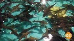 Ясли для осетра. Доброе утро. Фрагмент выпуска от 28.12.2016