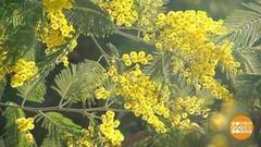 Мимозы цветут! Доброе утро. Фрагмент выпуска от 02.03.2017