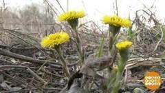 Ищем мать-и-мачеху. Доброе утро. Фрагмент выпуска от 31.03.2017