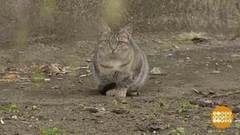 Кошки — плодятся как кошки. Доброе утро. Фрагмент выпуска от 02.05.2017