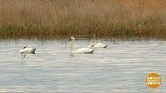 Лебедей считают. Доброе утро. Фрагмент выпуска от 07.06.2017