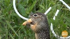 Из жизни сусликов. Доброе утро. Фрагмент выпуска от 23.06.2017