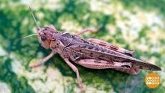 Нашествие саранчи. Доброе утро. Фрагмент выпуска от 06.07.2017