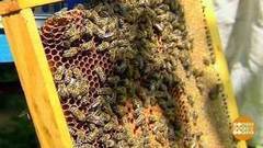 А будет ли мед? Доброе утро. Фрагмент выпуска от 09.08.2017