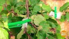 Формируем крону — для урожая. Доброе утро. Фрагмент выпуска от 15.09.2017