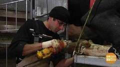 Зачем корове педикюр. Доброе утро. Фрагмент выпуска от 30.11.2017