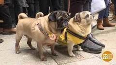 В мире. Всемирный день домашних животных. Доброе утро. Фрагмент выпуска от 30.11.2017