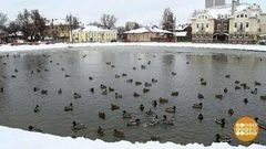 Не кормите уток! Доброе утро. Фрагмент выпуска от 05.12.2017