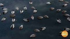 Утки, вас сколько? Доброе утро. Фрагмент выпуска от 18.01.2018