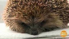 В мире. Спасение ежиков. Доброе утро. Фрагмент выпуска от 22.02.2018