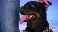 Осторожно, злая собака! Жить здорово! Фрагмент выпуска от 29.03.2018