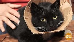 Воротник для кота от Дмитрия Талабуева. Доброе утро. Фрагмент выпуска от 04.04.2018