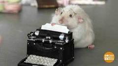 Самые мимимишные… крысы. Доброе утро. Фрагмент выпуска от 04.04.2018