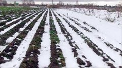Урожай под снегом