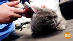 Как почистить уши кошке и собаке. Доброе утро. Фрагмент выпуска от 21.06.2018
