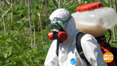 Как победить борщевик? Доброе утро. Фрагмент выпуска от 30.07.2018