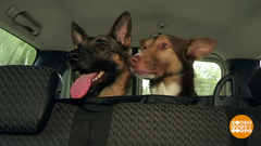 Не бросайте друзей! Доброе утро. Фрагмент выпуска от 21.09.2018