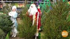 Елка, сосна или пихта? Доброе утро. Фрагмент выпуска от 28.12.2018