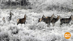 Лосям — соль, оленям — желуди. Доброе утро. Фрагмент выпуска от 07.02.2019