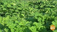 Ожог борщевика — что делать? Доброе утро. Фрагмент выпуска от 03.06.2019