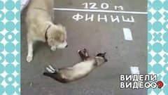 Притворись мертвым! Видели видео? Фрагмент выпуска от 09.06.2019
