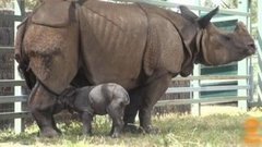 В мире. Редкий носорог. Доброе утро. Фрагмент выпуска от 16.11.2015