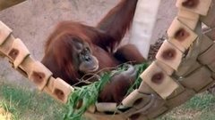 В мире. Юный орангутанг. Доброе утро. Фрагмент выпуска от 14.09.2015