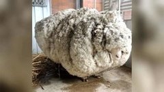 В мире. Баран-рекордсмен. Доброе утро. Фрагмент выпуска от 15.09.2015