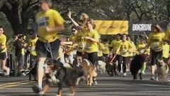 В мире. Забег с собаками. Доброе утро. Фрагмент выпуска от 15.09.2015