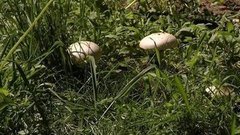 Городские грибы: есть или не есть? Доброе утро. Фрагмент выпуска от 06.06.2016