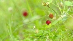 Лесная земляника. Доброе утро. Фрагмент выпуска от 22.06.2016