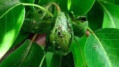 Как бороться с тлей в саду. Доброе утро. Фрагмент выпуска от 23.06.2016